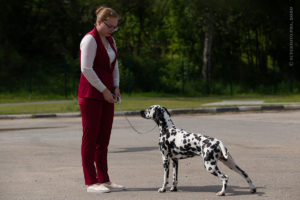 Экстерьерная съёмка собак на улице после выставки. Далматин.