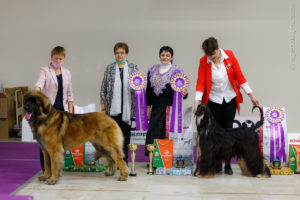 Фото с выставок собак клуба «Антей» в Чайна-Тауне 21.11.2020 (2хСАС + много монопородных выставок)