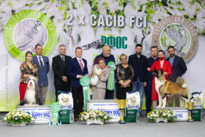 Приобрести фото с выставки CACIB FCI в Суздале 20.03.2021
