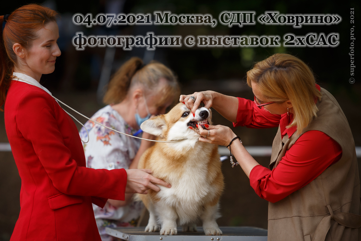 Выставка собак 4. Выставка собак Ховрино. СДП Ховрино выставка собак. Выставка собак фото. Выставка собак в Москве.