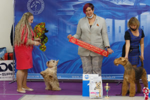 Фото с выставок собак «Идеал Дог 2020», «Идеал Москвы 2020» и «Московские встречи 2020» 04.11.20