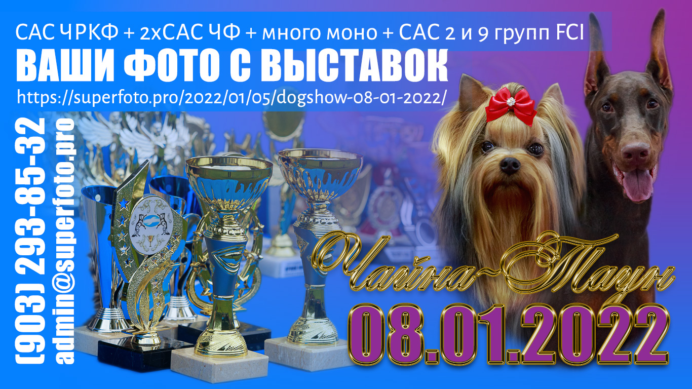 фото с выставок собак, прошедших в Москве (ТРЦ «Чайна-Таун») 08.01.2022