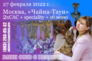 Превью для приобретения фото с выставок собак, прошедших в Москве (ТЦ «Шелковый Путь») 27.02.2022: САС ЧФ, CAC 3 и 9 групп FCI, speciality и 16 монопородных.