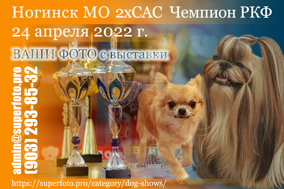 Фото с выставок в Ногинске 24.04.2022 — 2хСАС Чемпион РКФ