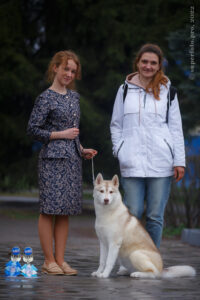 Сибирский хаски фото с хэндлером и владельцем
