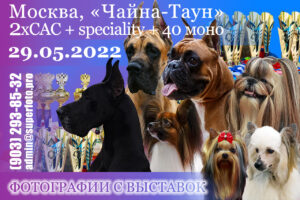 Превью для приобретения фото с выставок собак в Москве («Чайна-Таун», он же ТРЦ «Шелковый путь») 29.05.22.
