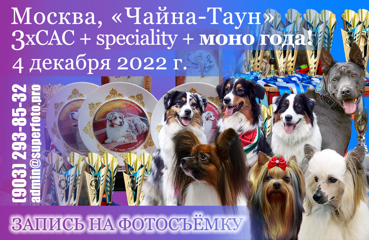 Фотографии с выставки Барнаул собак декабрь 2022. Выставка собак 25 декабря 2022 новогодние настроение Москва. Спешиалити на выставке собак что это. Рейтинговые выставки 2024 РКФ.