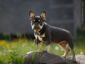 Французский бульдог щенок, выездная съемка