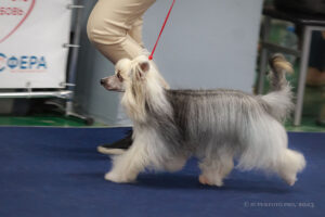 Китайская хохлатая собака в ринге — фото с выставок собак в Москве 01.10.2023