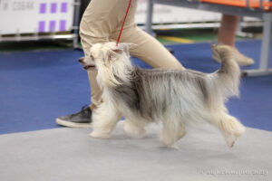 Китайская хохлатая собака в ринге — фото с выставок собак в Москве 01.10.2023