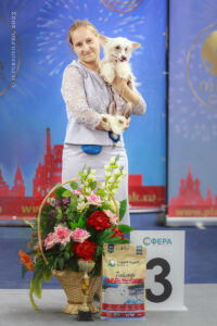 Китайская хохлатая собака в бесте — фото с выставок собак в Москве 01.10.2023